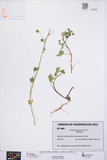 Cristaria dissecta [Espécimen: UCH:EIF:0012955]