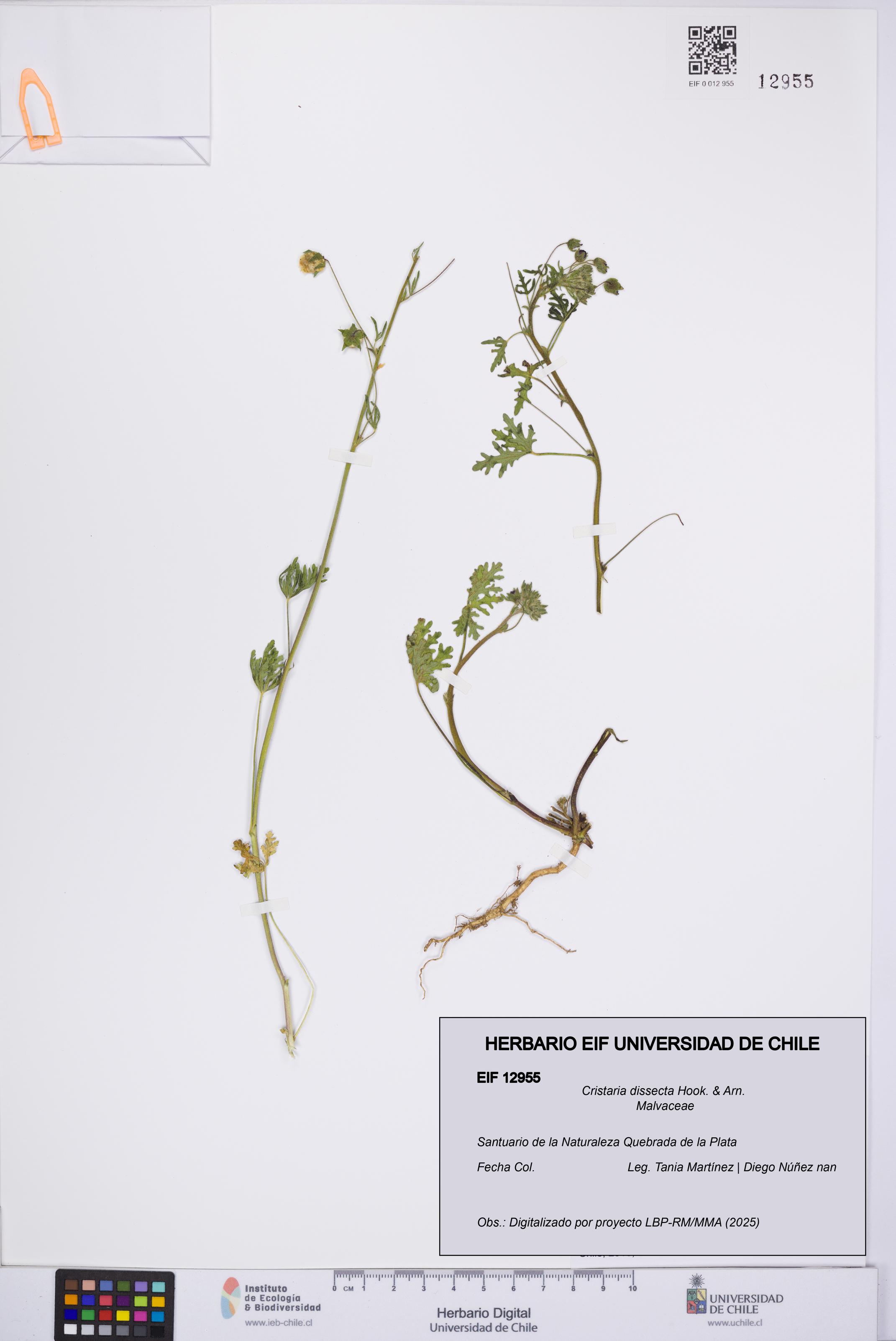 Cristaria dissecta [Espécimen: UCH:EIF:0012955]