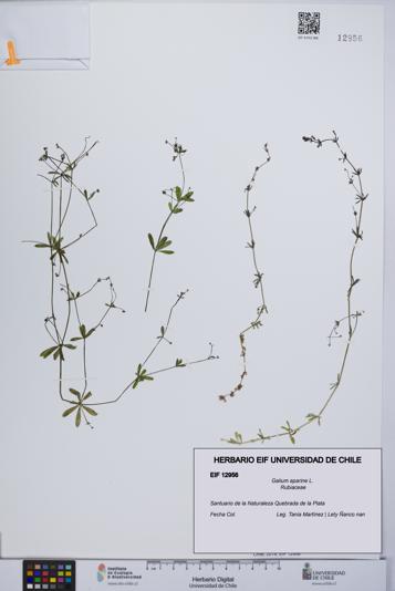 Galium aparine [Espécimen: UCH:EIF:0012956]