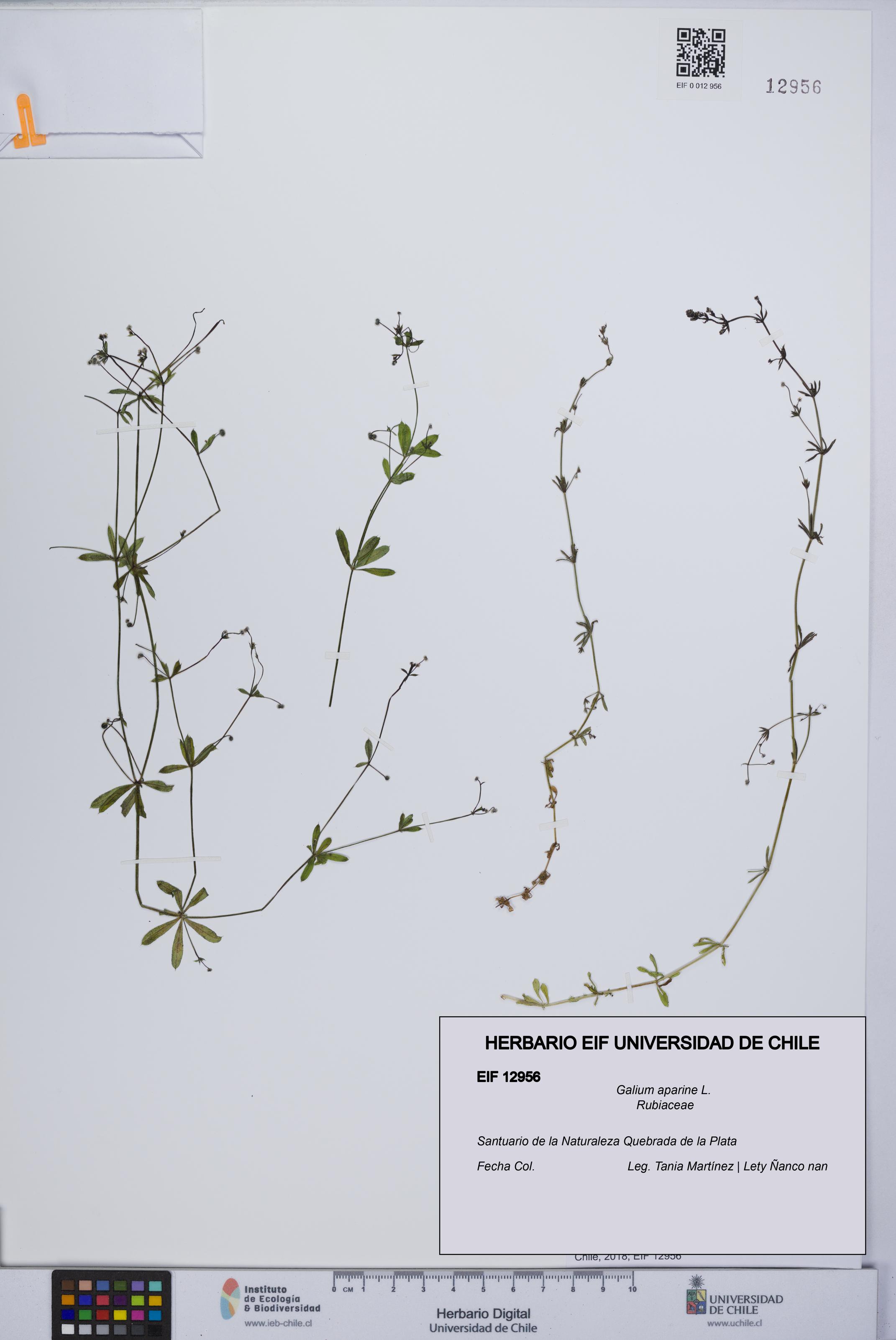 Galium aparine [Espécimen: UCH:EIF:0012956]