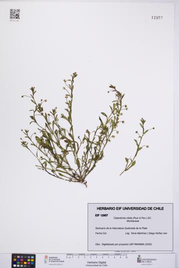 Calandrinia nitida [Espécimen: UCH:EIF:0012957]