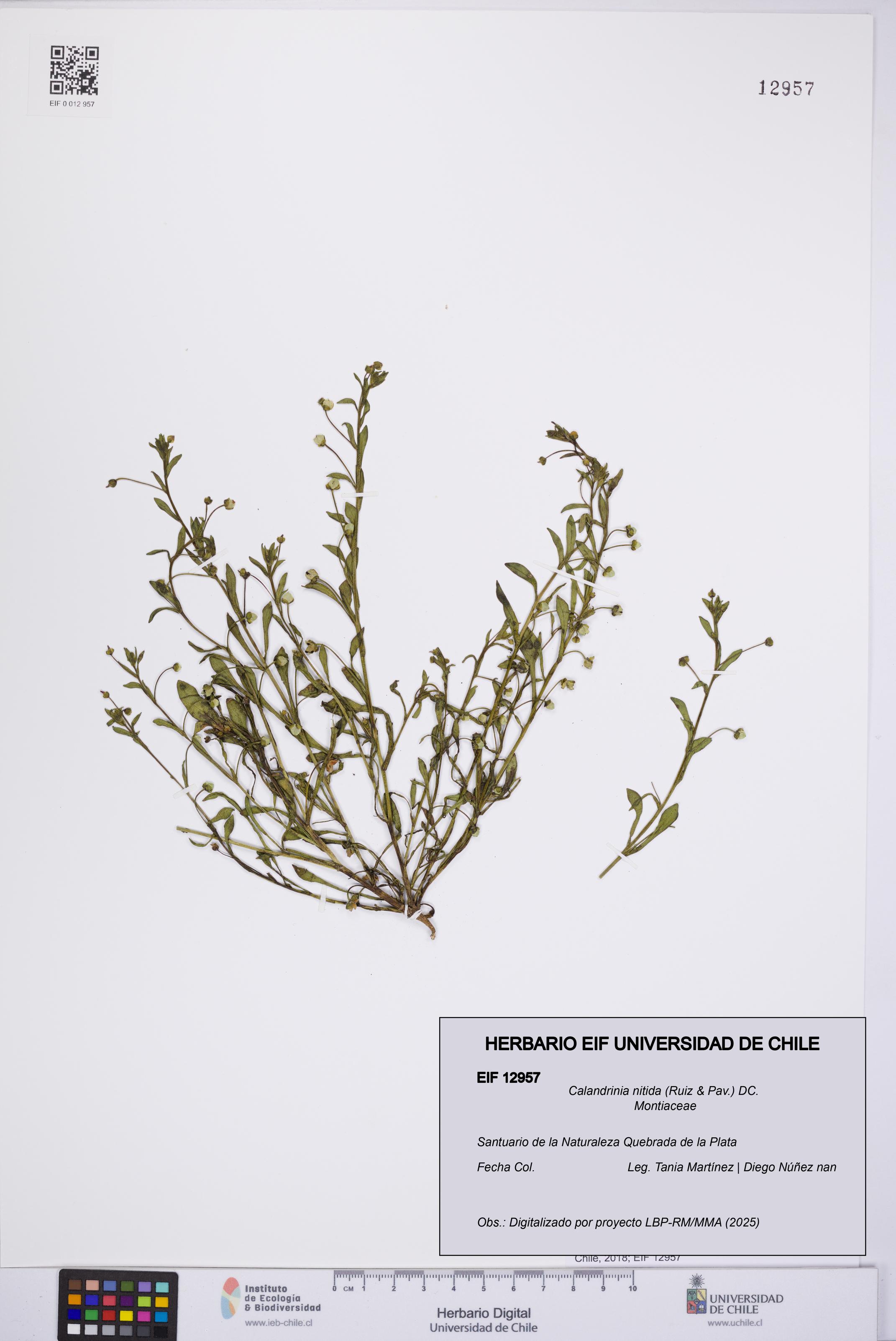 Calandrinia nitida [Espécimen: UCH:EIF:0012957]