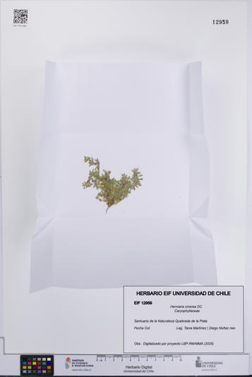 Herniaria cinerea [Espécimen: UCH:EIF:0012959]