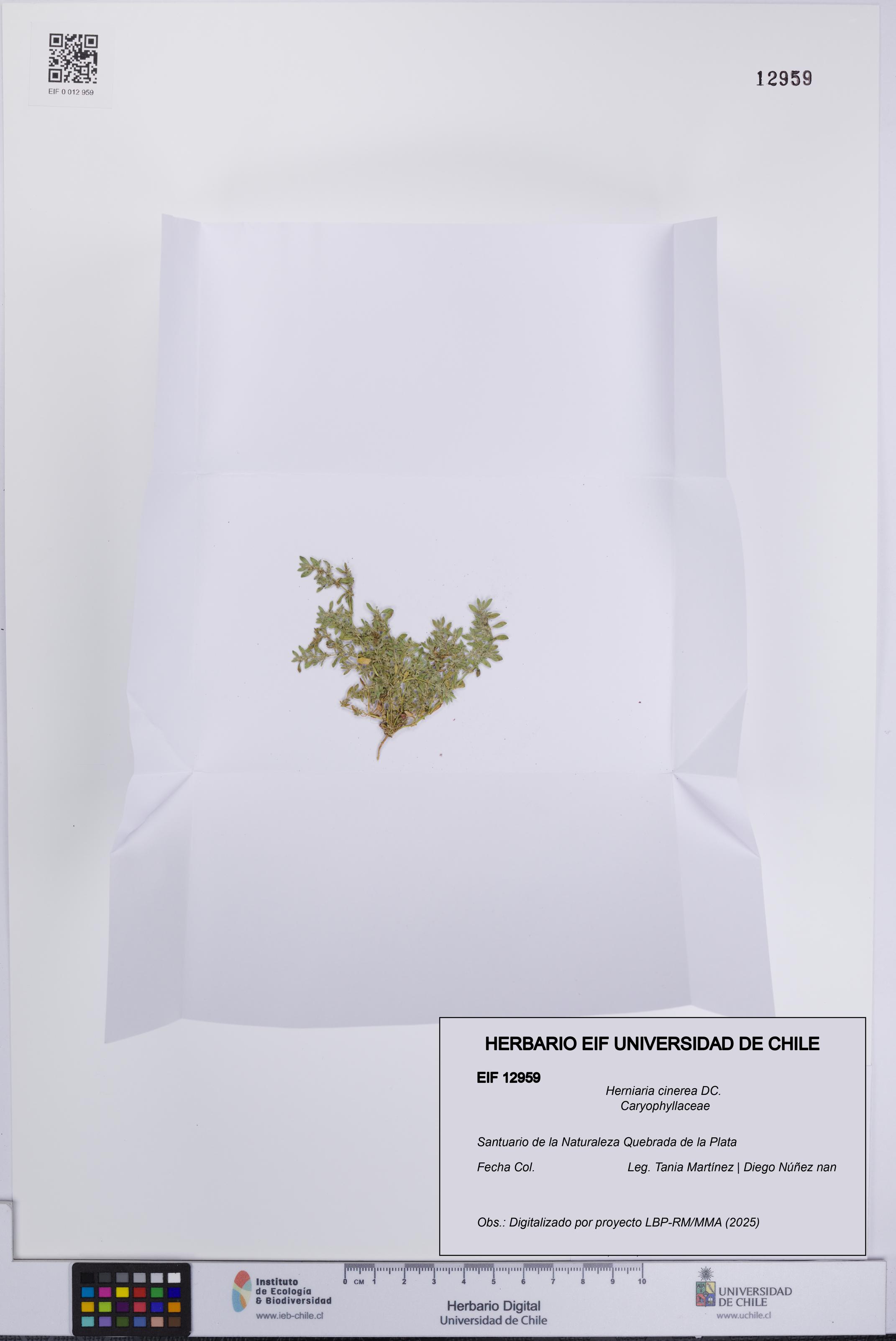 Herniaria cinerea [Espécimen: UCH:EIF:0012959]