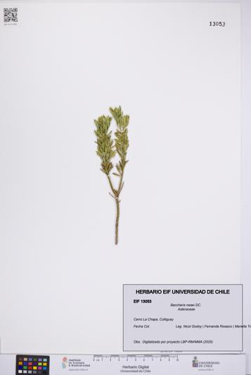 Baccharis neaei [Espécimen: UCH:EIF:0013053]
