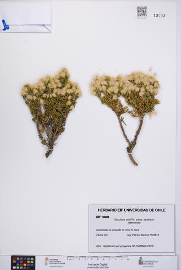 Baccharis tola [Espécimen: UCH:EIF:0013093]