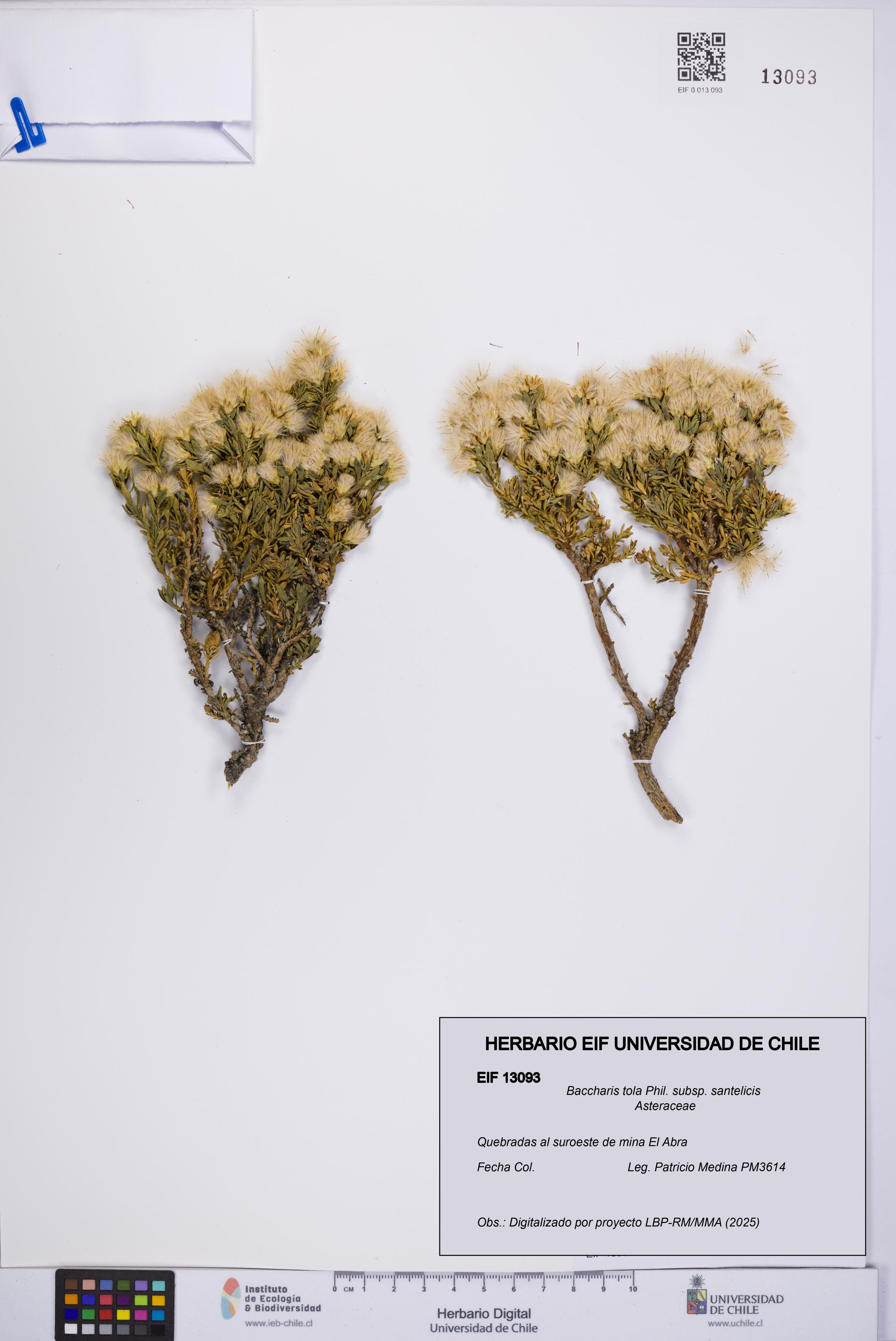 Baccharis tola [Espécimen: UCH:EIF:0013093]