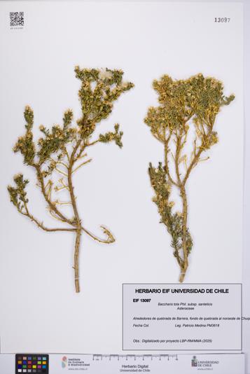 Baccharis tola [Espécimen: UCH:EIF:0013097]