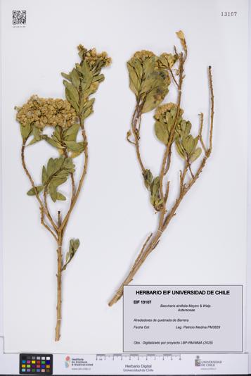 Baccharis alnifolia [Espécimen: UCH:EIF:0013107]