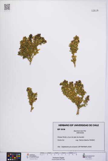 Baccharis tola [Espécimen: UCH:EIF:0013118]