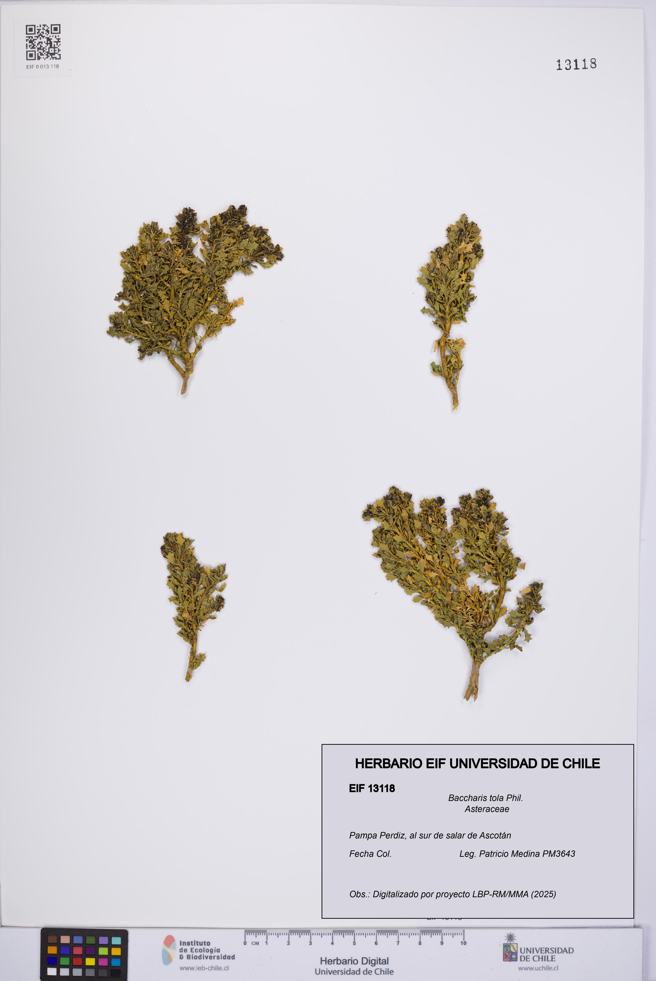 Baccharis tola [Espécimen: UCH:EIF:0013118]