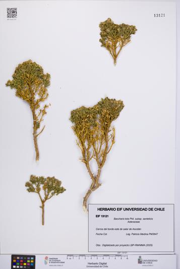 Baccharis tola [Espécimen: UCH:EIF:0013121]