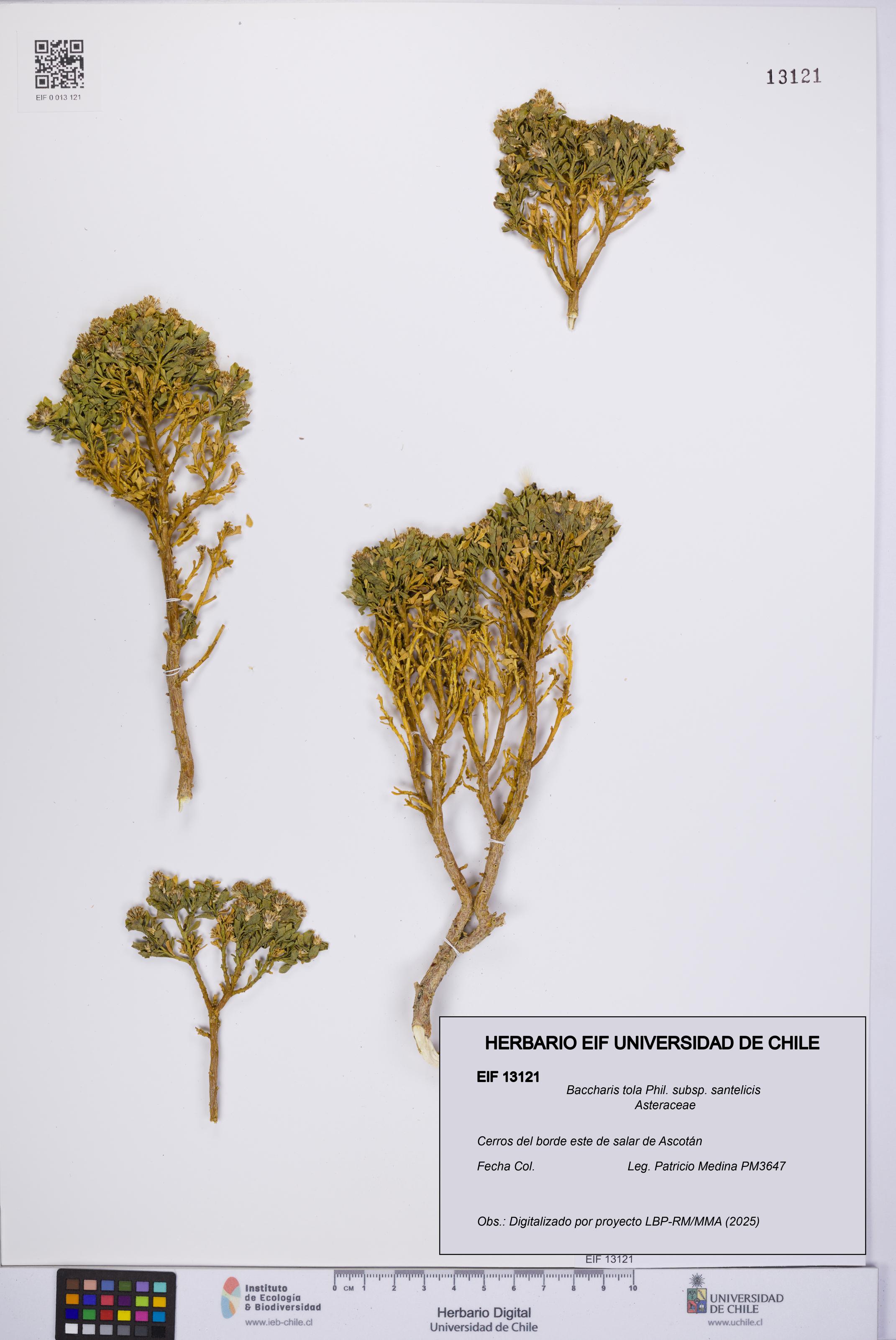 Baccharis tola [Espécimen: UCH:EIF:0013121]