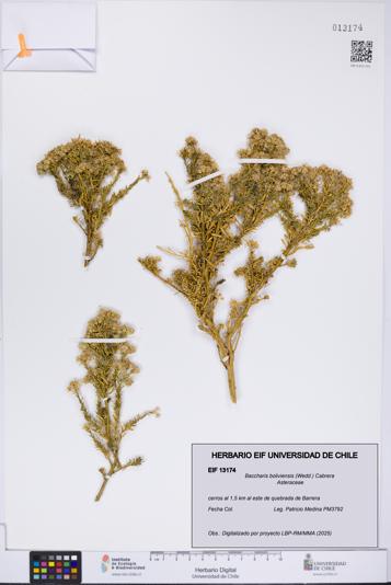 Baccharis boliviensis [Espécimen: UCH:EIF:0013174]