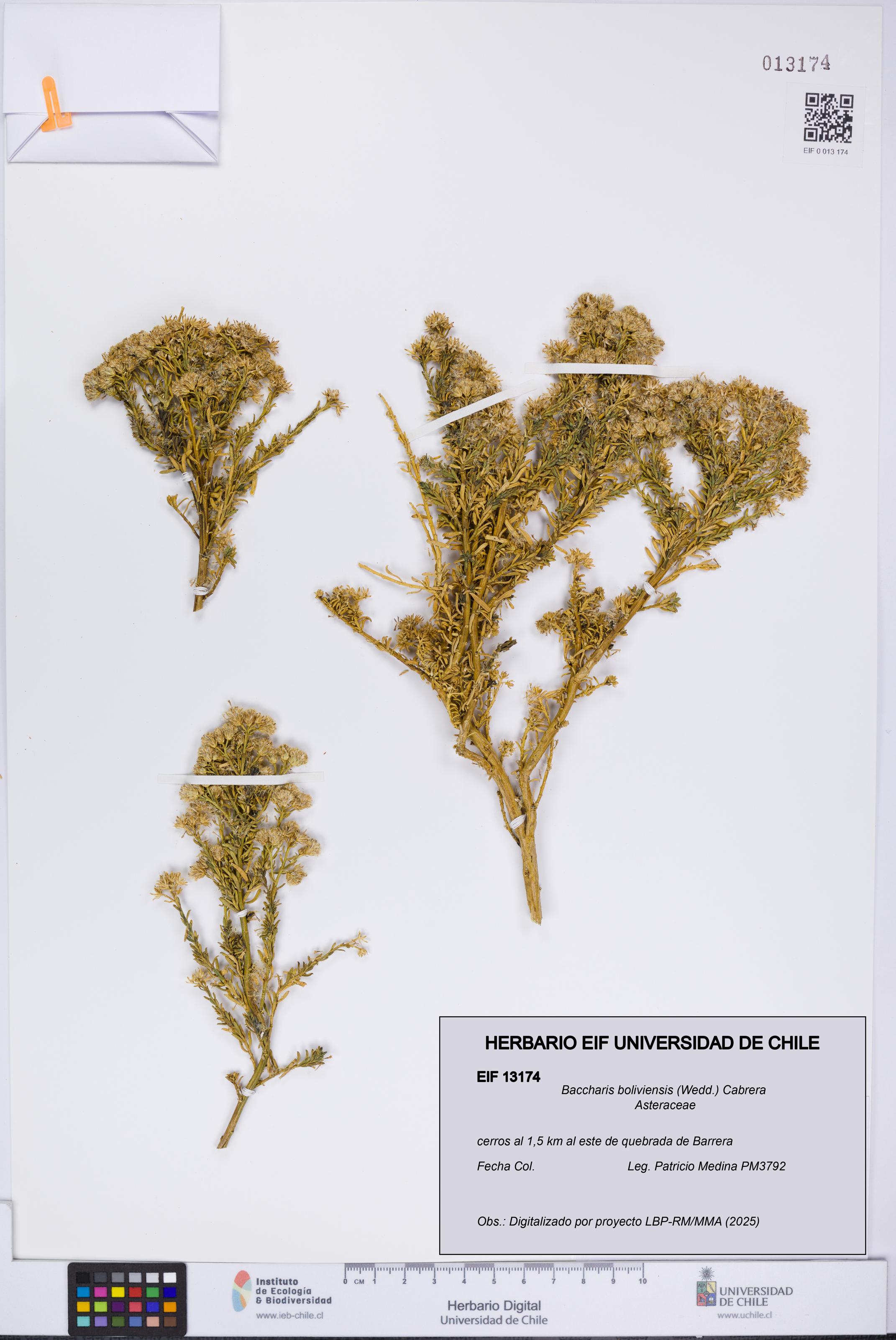 Baccharis boliviensis [Espécimen: UCH:EIF:0013174]