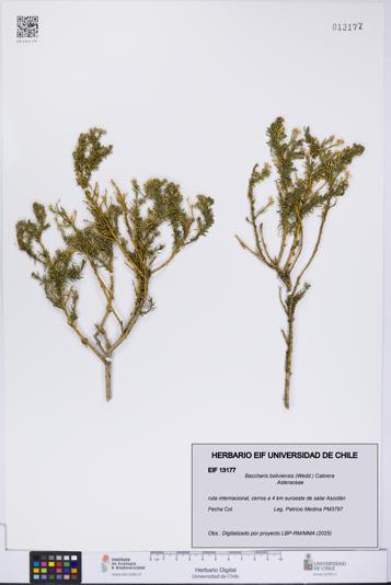 Baccharis boliviensis [Espécimen: UCH:EIF:0013177]