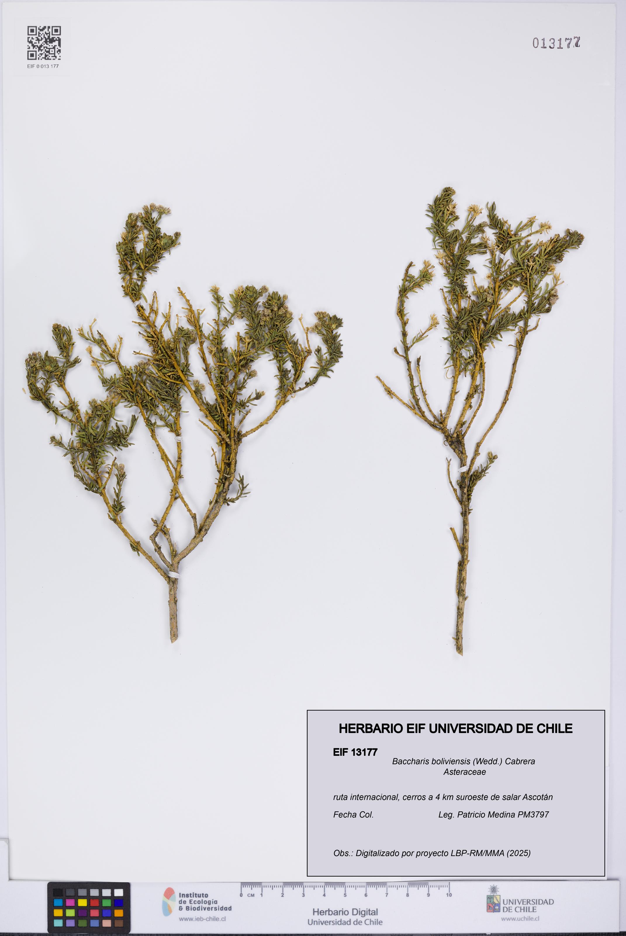 Baccharis boliviensis [Espécimen: UCH:EIF:0013177]