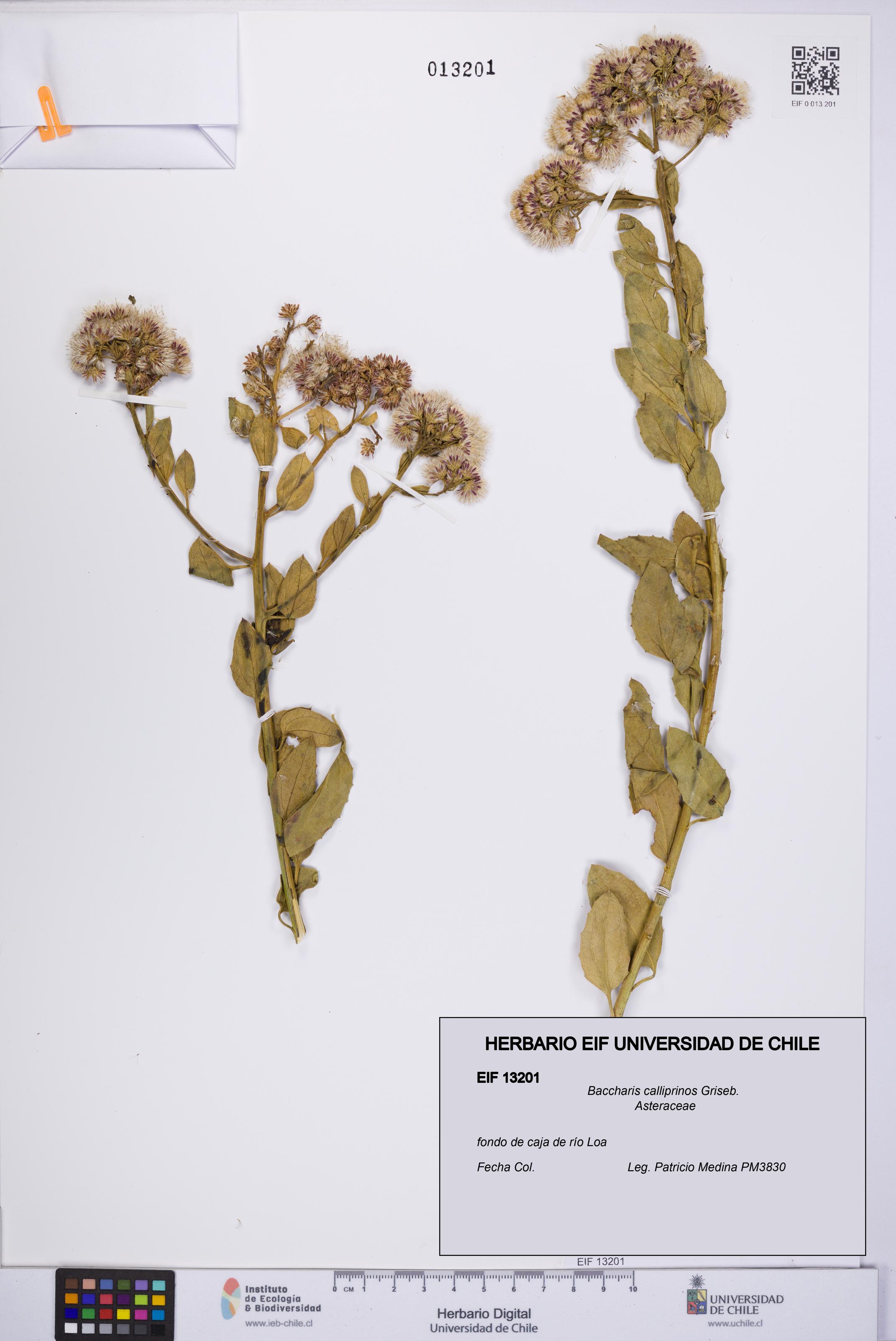 Baccharis calliprinos [Espécimen: UCH:EIF:0013201]