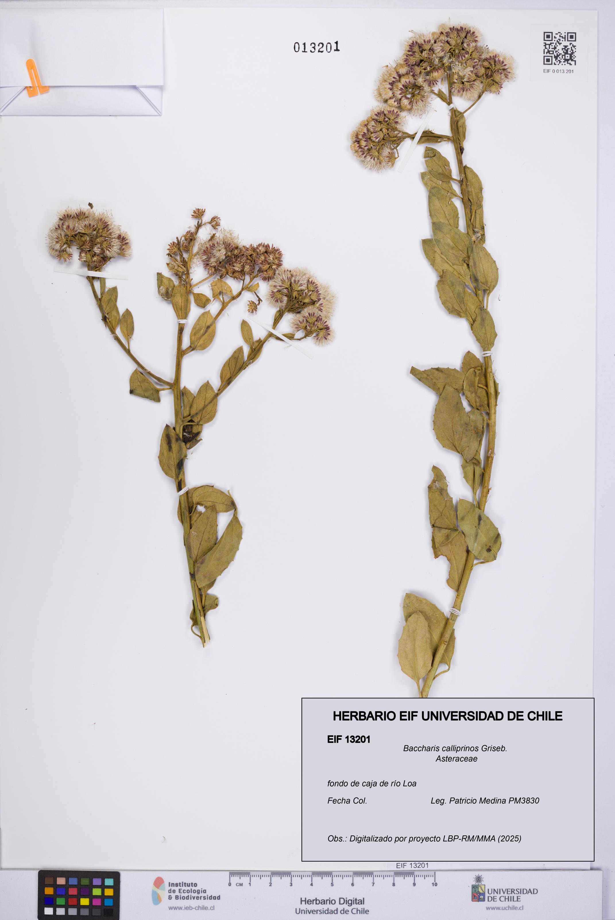 Baccharis calliprinos [Espécimen: UCH:EIF:0013201]