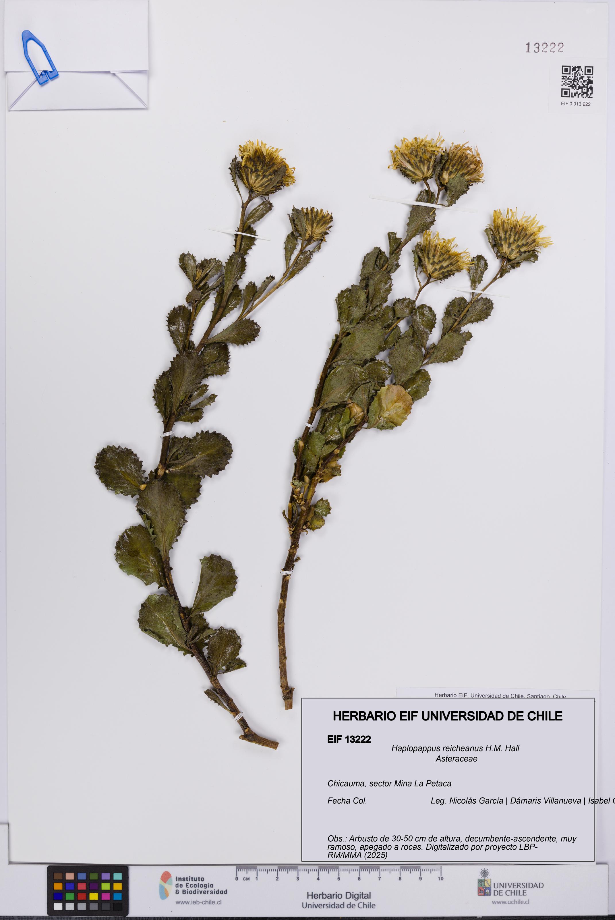 Haplopappus reicheanus [Espécimen: UCH:EIF:0013222]