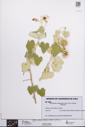 Corynabutilon ceratocarpum [Espécimen: UCH:EIF:0013223]