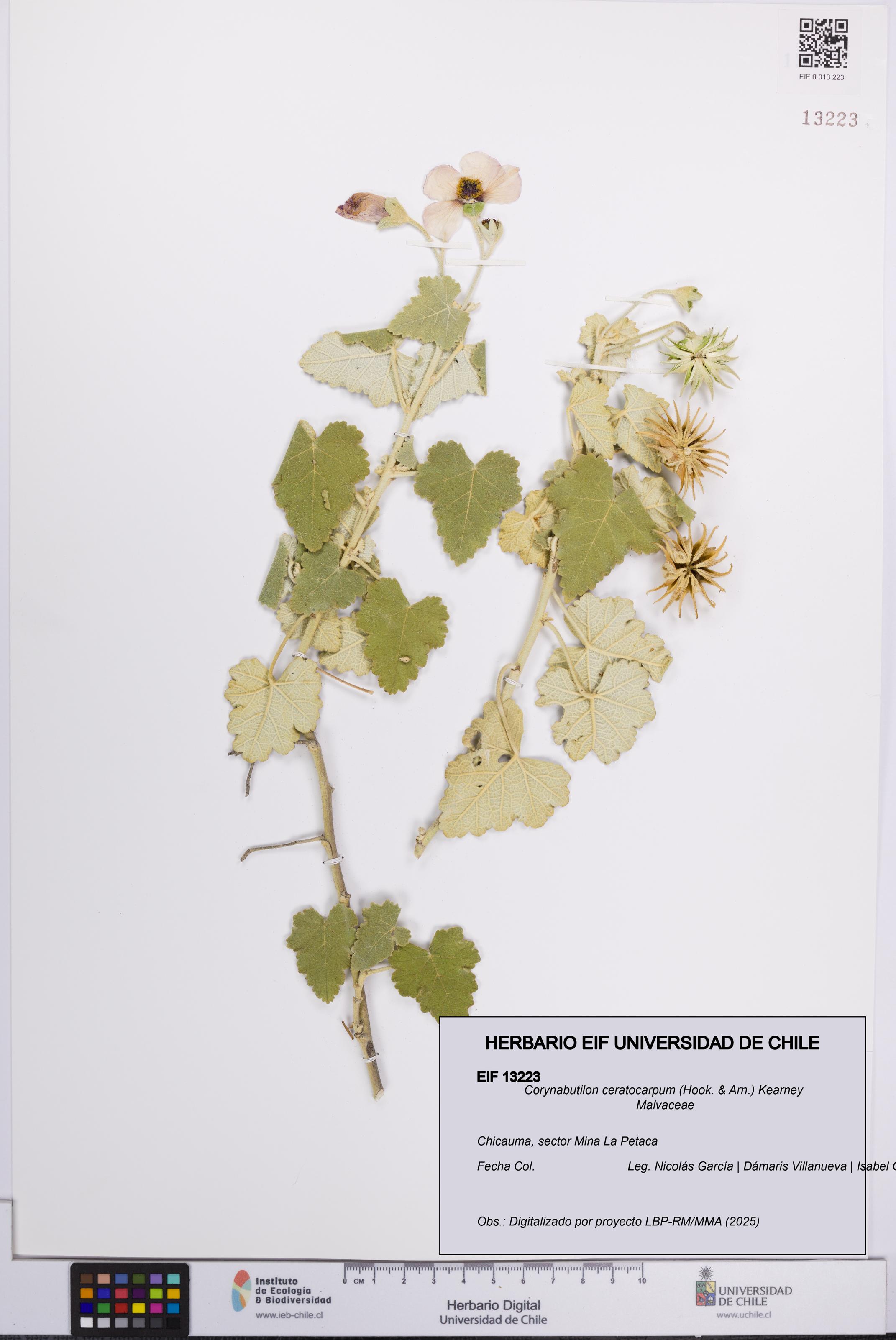 Corynabutilon ceratocarpum [Espécimen: UCH:EIF:0013223]