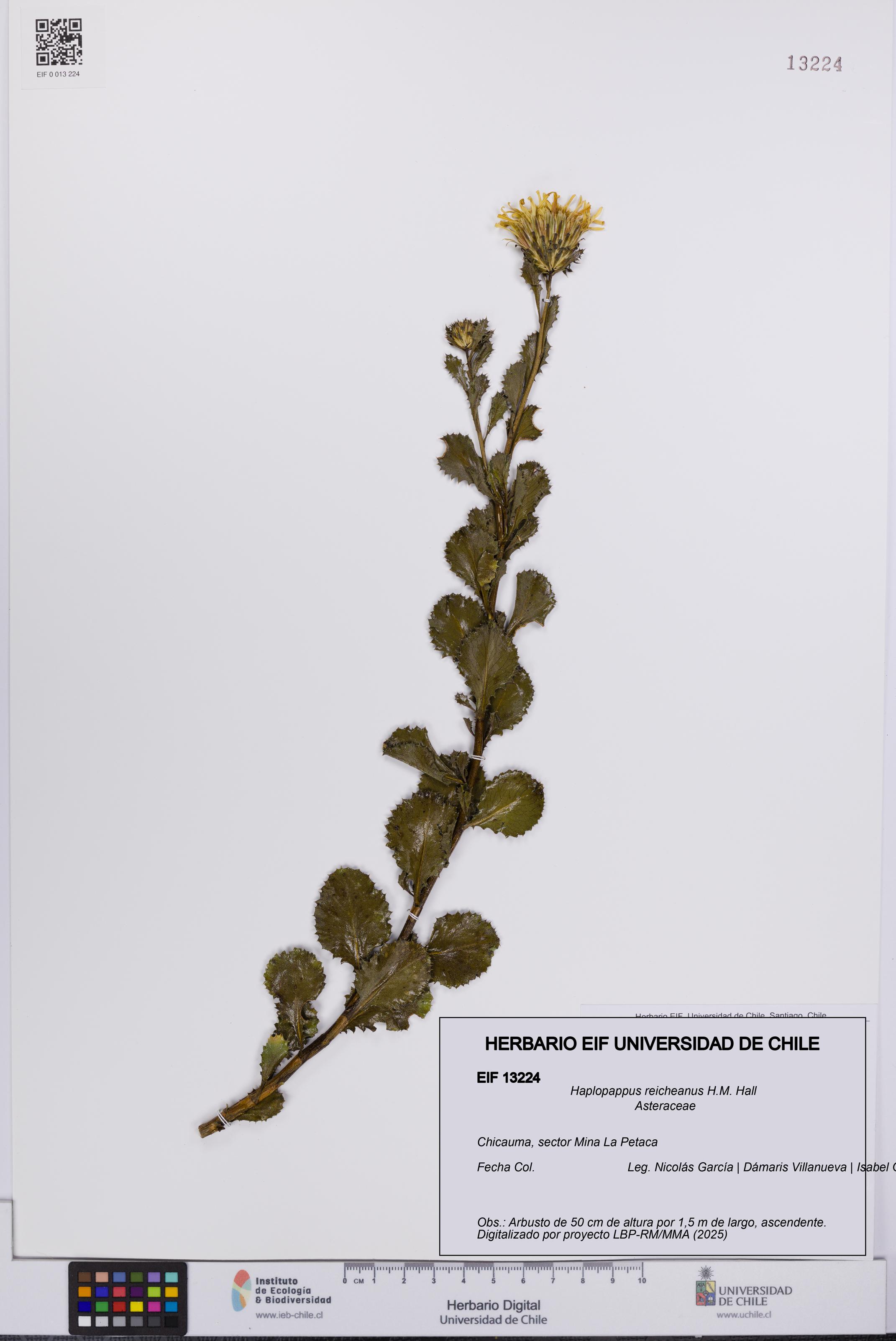 Haplopappus reicheanus [Espécimen: UCH:EIF:0013224]