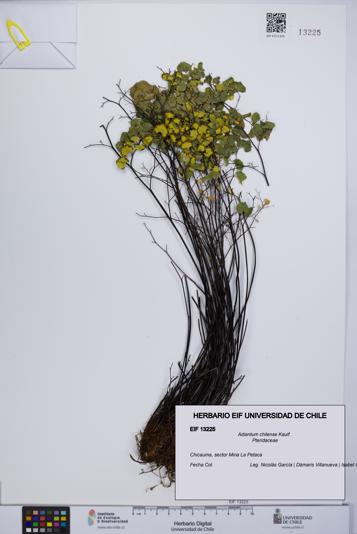 Adiantum chilense [Espécimen: UCH:EIF:0013225]