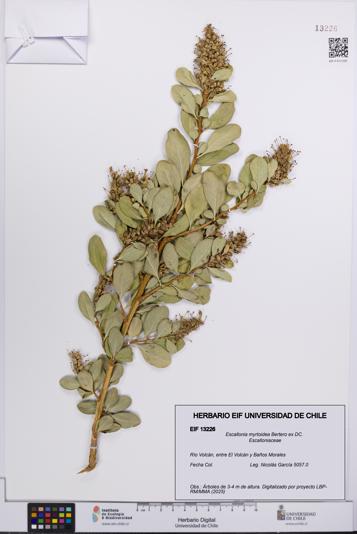 Escallonia myrtoidea [Espécimen: UCH:EIF:0013226]