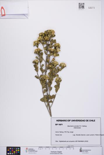 Baccharis vernalis [Espécimen: UCH:EIF:0013271]