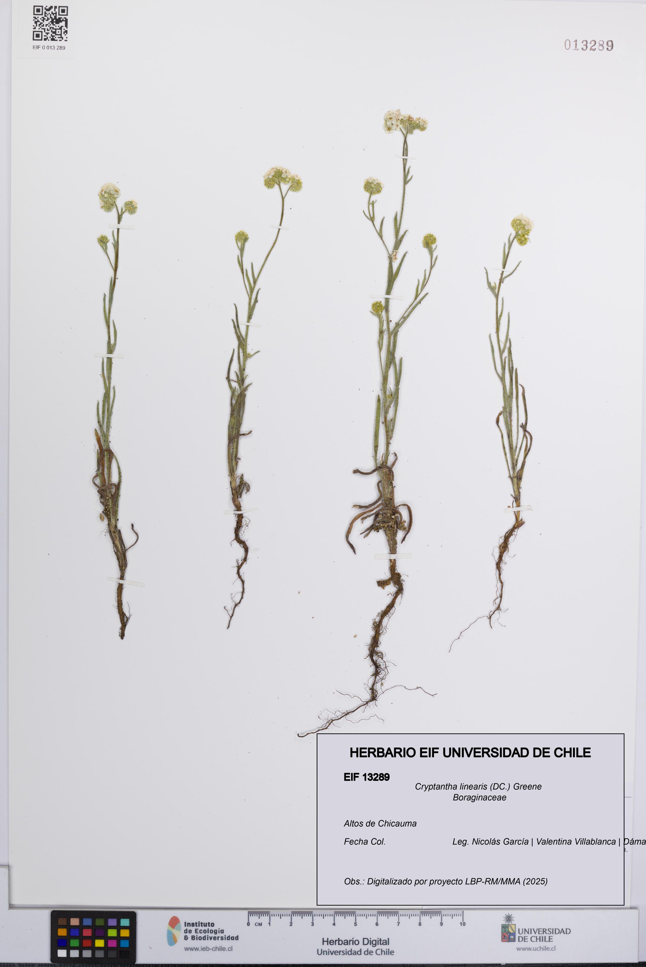 Cryptantha linearis [Espécimen: UCH:EIF:0013289]