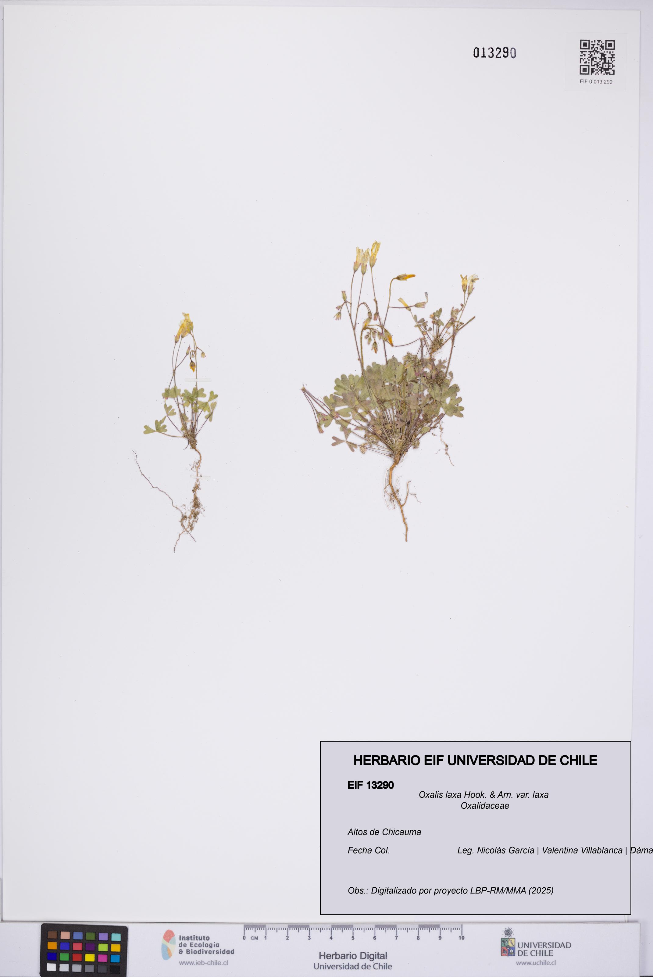 Oxalis laxa var. laxa [Espécimen: UCH:EIF:0013290]