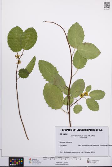 Azara petiolaris [Espécimen: UCH:EIF:0013291]