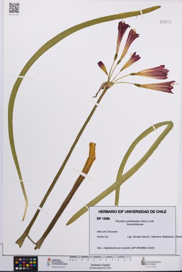 Phycella cyrtanthoides [Espécimen: UCH:EIF:0013292]