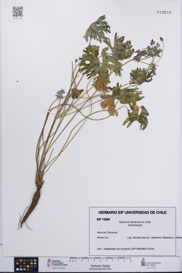 Geranium berteroanum [Espécimen: UCH:EIF:0013293]