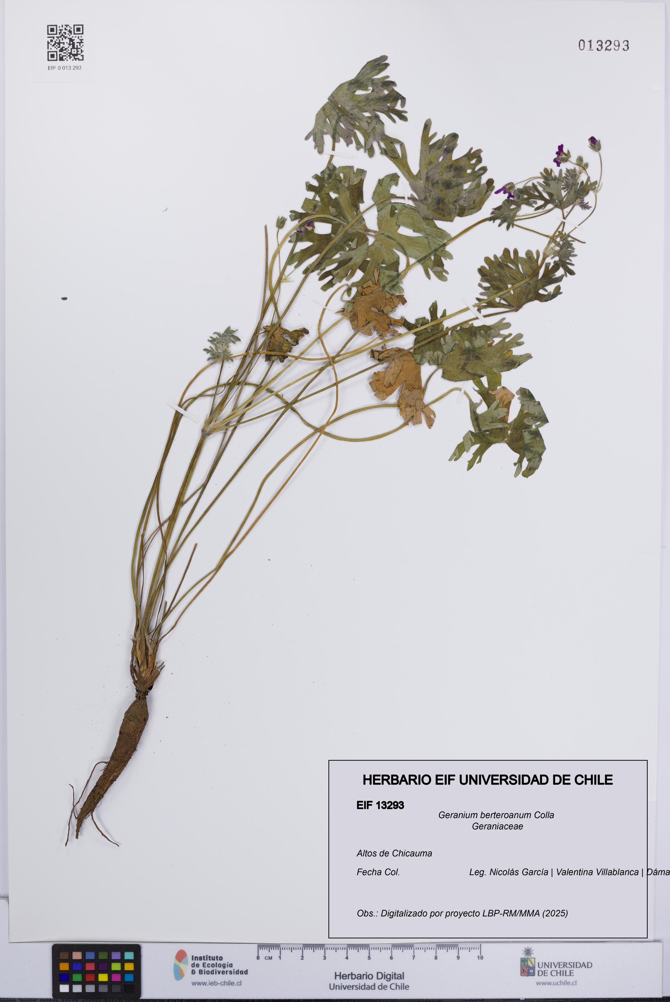 Geranium berteroanum [Espécimen: UCH:EIF:0013293]