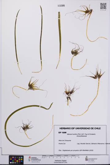 Miersia humilis [Espécimen: UCH:EIF:0013295]