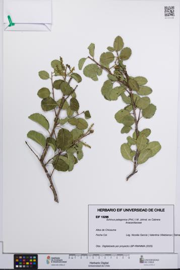 Schinus patagonica [Espécimen: UCH:EIF:0013296]