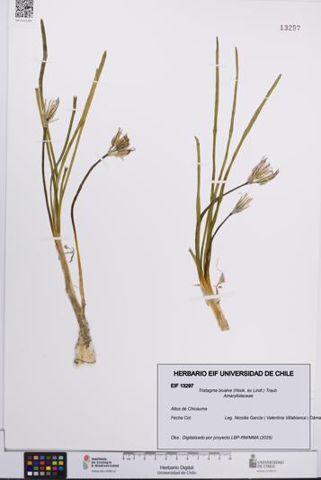 Tristagma bivalve [Espécimen: UCH:EIF:0013297]