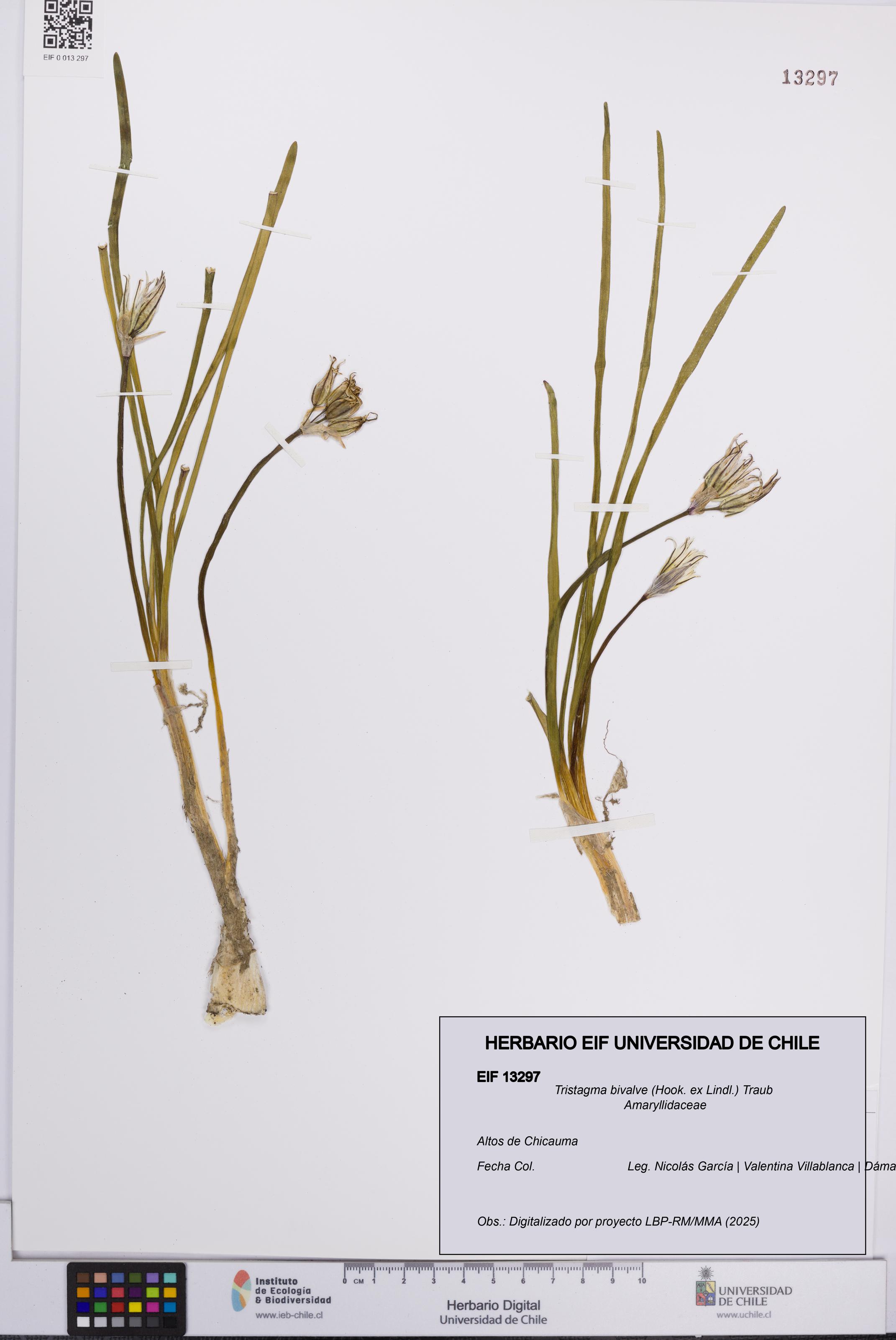 Tristagma bivalve [Espécimen: UCH:EIF:0013297]