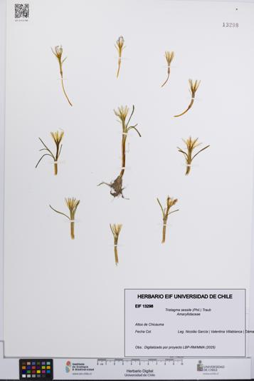 Tristagma sessile [Espécimen: UCH:EIF:0013298]