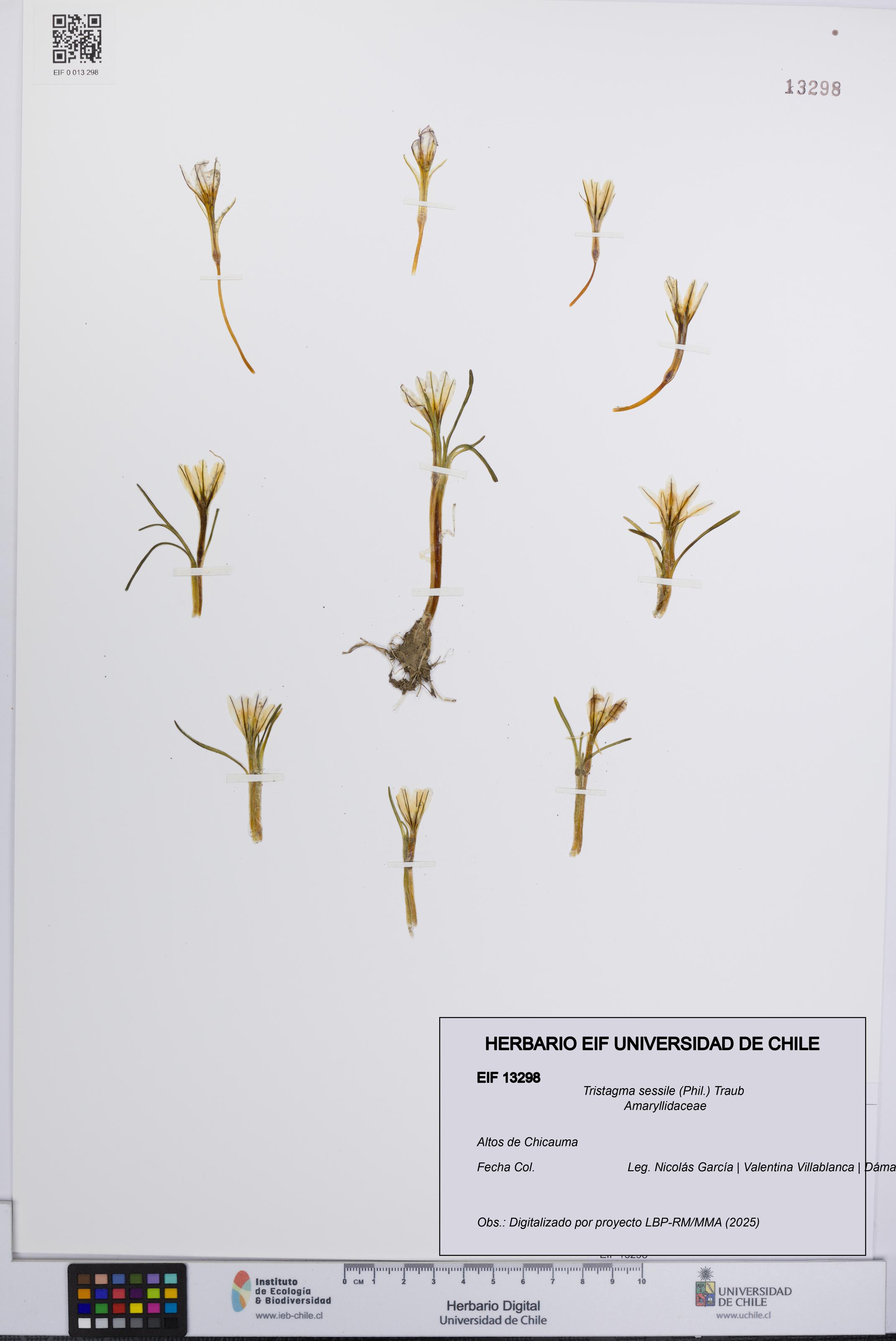 Tristagma sessile [Espécimen: UCH:EIF:0013298]