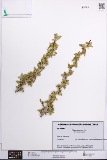 Ribes nubigenum [Espécimen: UCH:EIF:0013299]