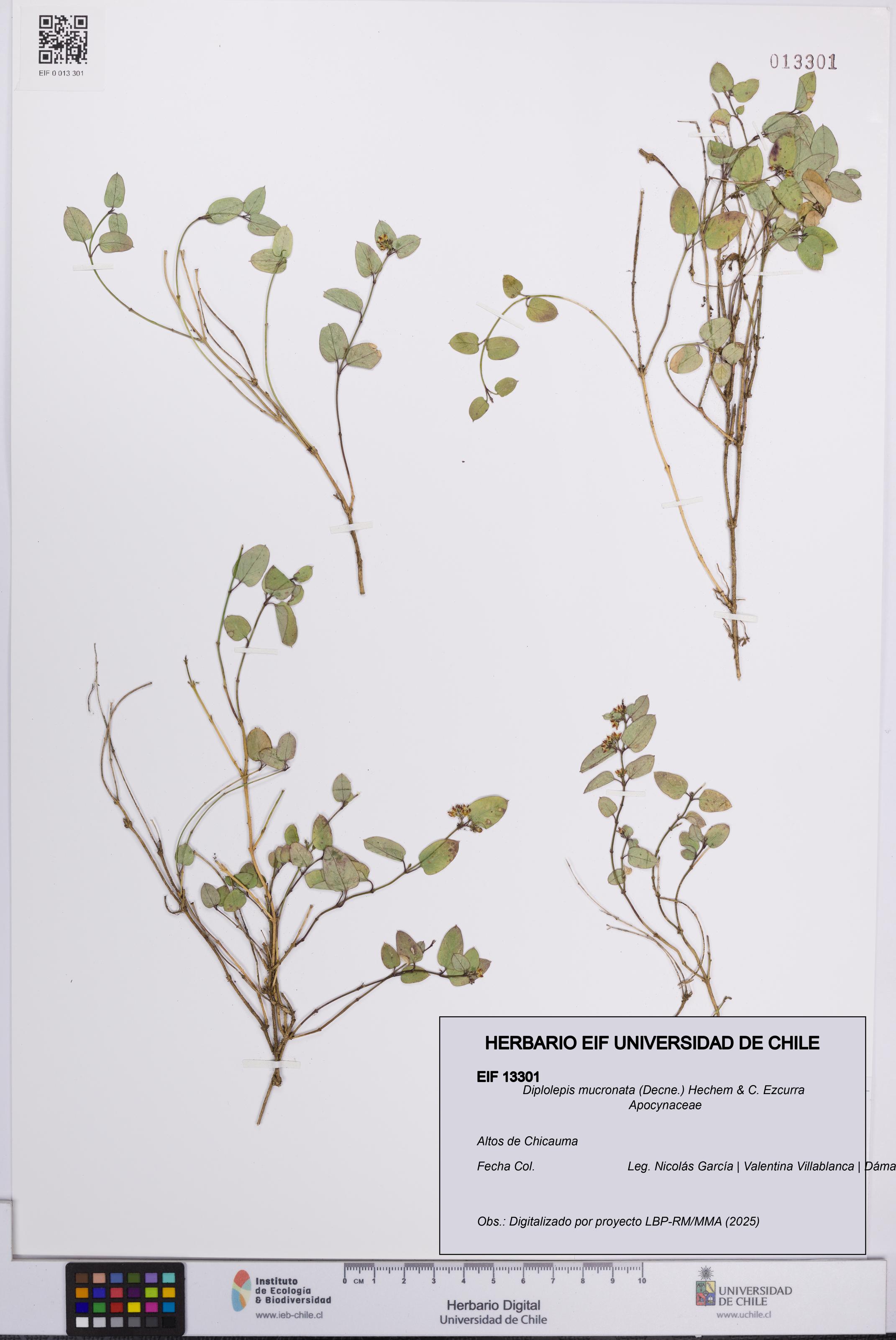 Diplolepis mucronata [Espécimen: UCH:EIF:0013301]