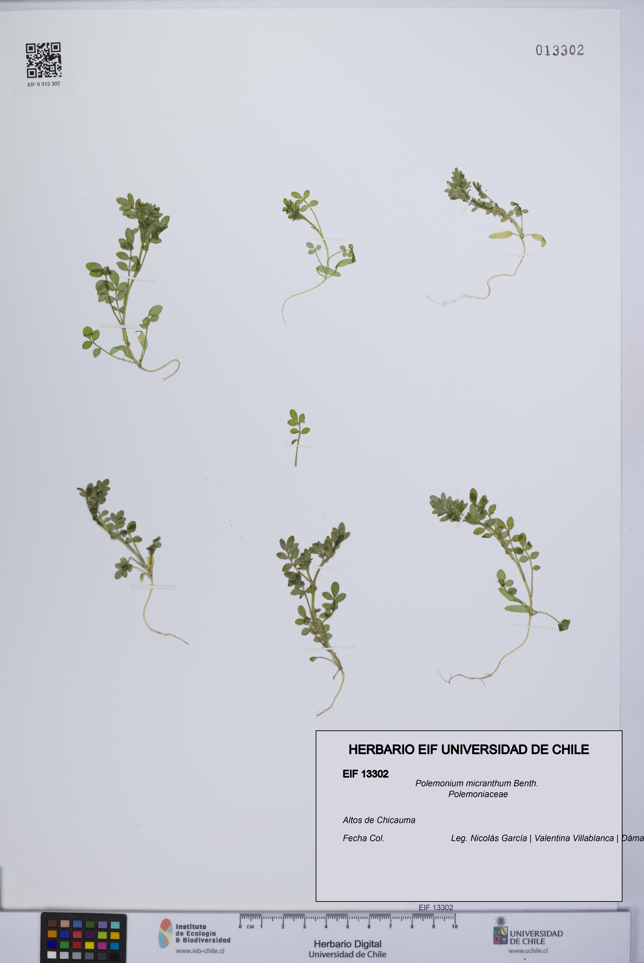Polemonium micranthum [Espécimen: UCH:EIF:0013302]