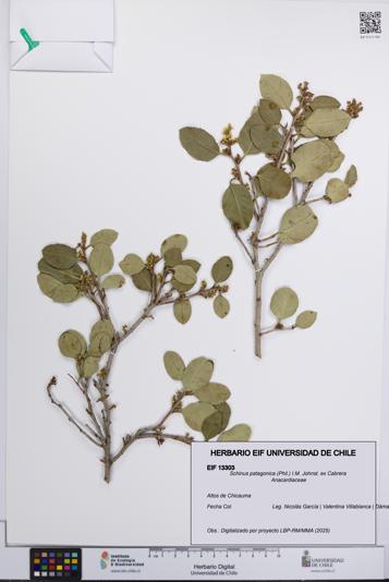 Schinus patagonica [Espécimen: UCH:EIF:0013303]