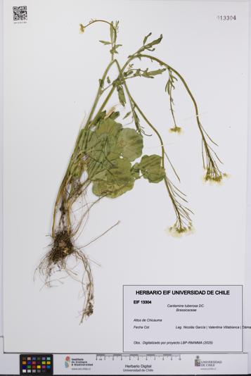 Cardamine tuberosa [Espécimen: UCH:EIF:0013304]