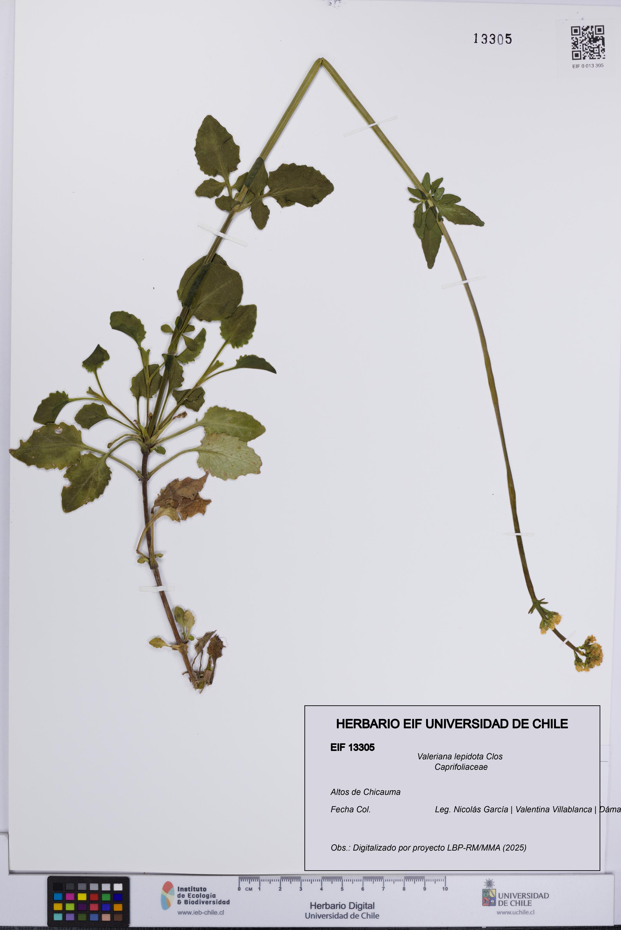 Valeriana lepidota [Espécimen: UCH:EIF:0013305]