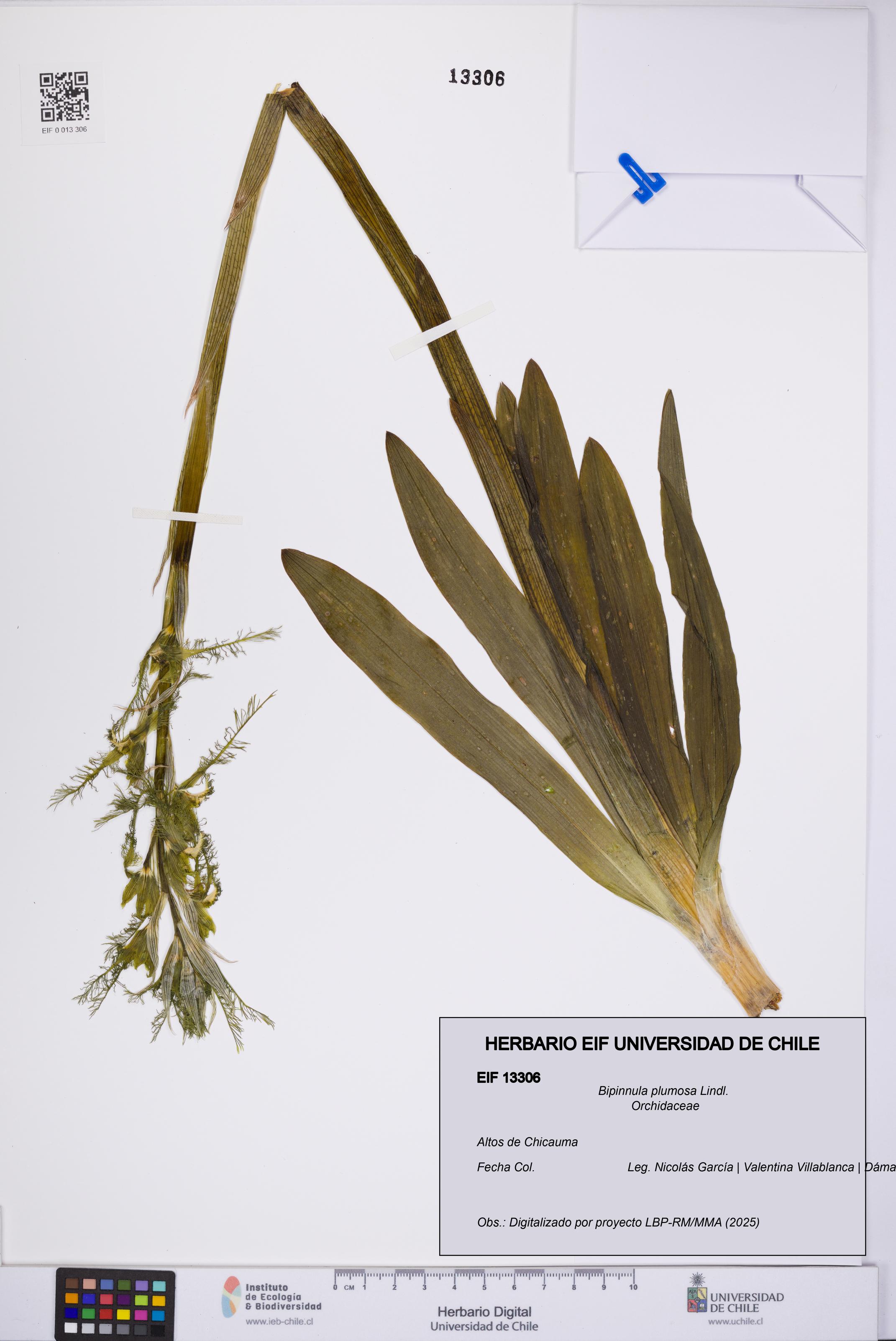 Bipinnula plumosa [Espécimen: UCH:EIF:0013306]