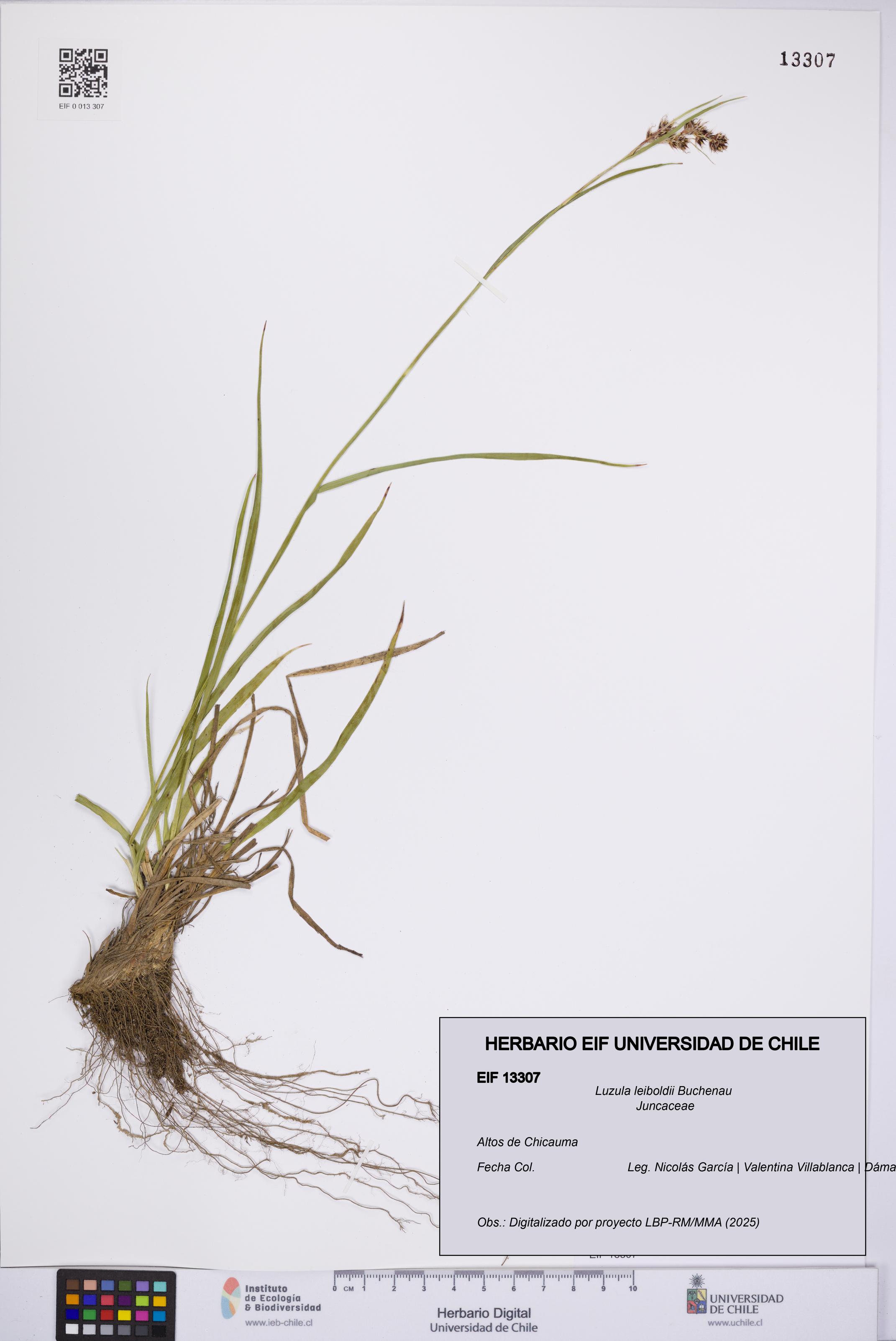 Luzula leiboldii [Espécimen: UCH:EIF:0013307]